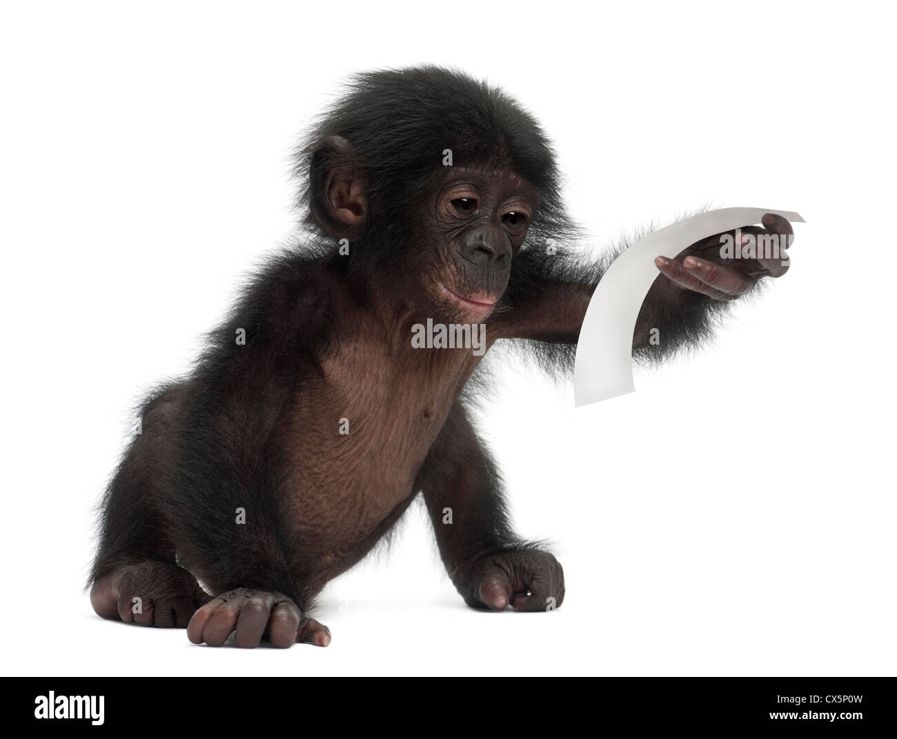 Baby bonobo, Pan paniscus, 4 months old, reading receipt against white background Stock Photo
