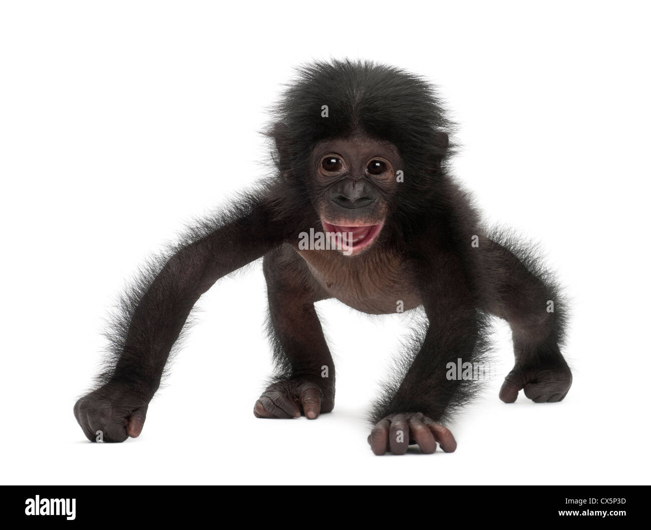 Baby ape Cut Out Stock Images & Pictures - Page 2 - Alamy