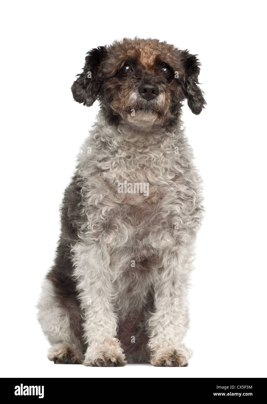 Cross breed dog sitting in front of white background Stock Photo - Alamy