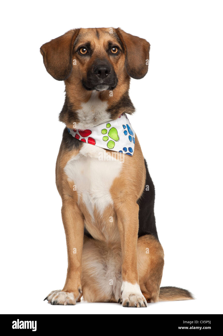 Dog cross bred with beagle, 2 years old, wearing neckerchief against white background Stock Photo