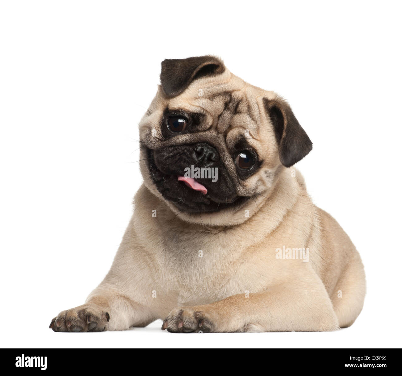 Pug, 9 months old, lying against white background Stock Photo