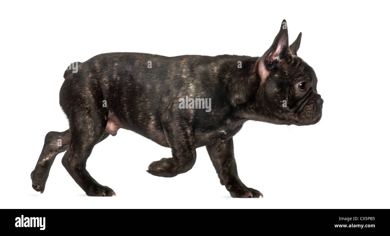 French Bulldog running against white background Stock Photo Alamy