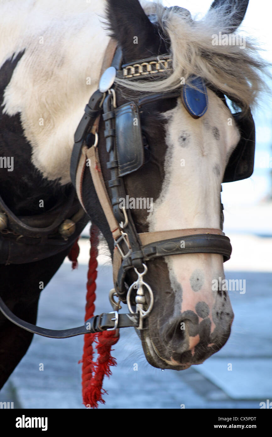 shire horse in the street Stock Photo