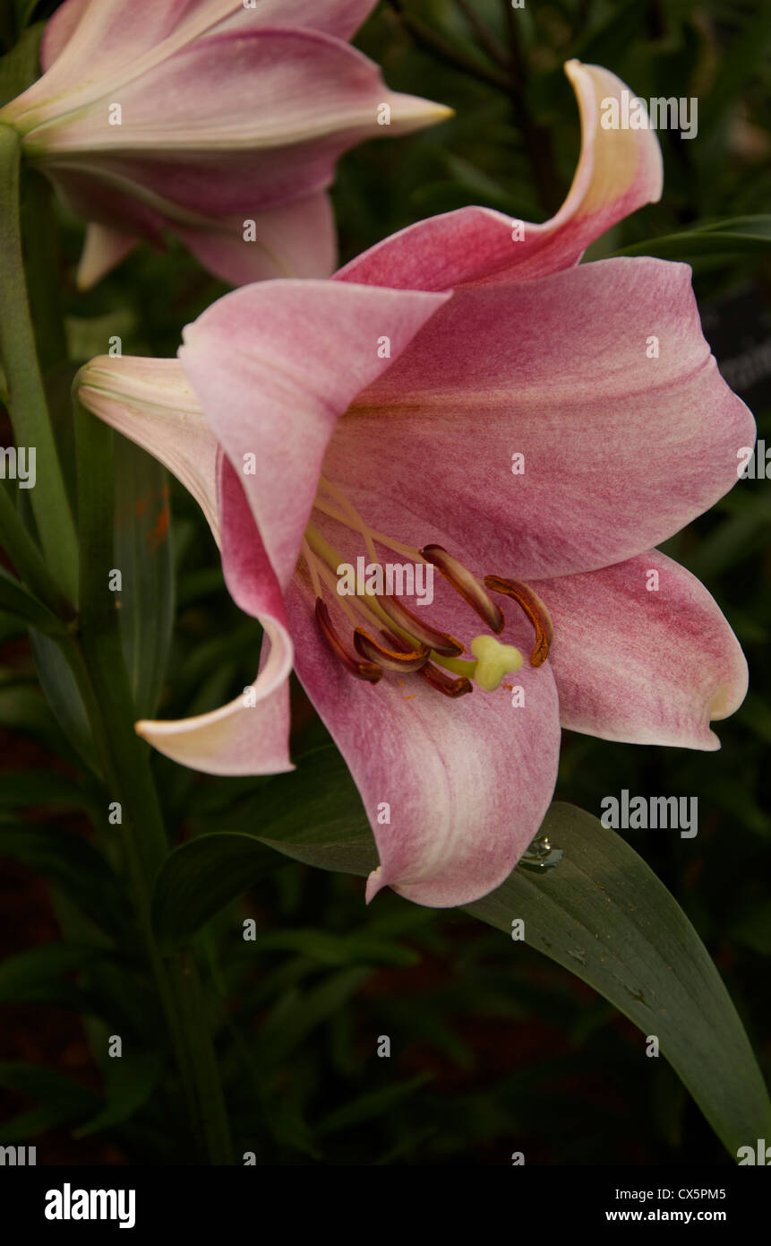 Lily hybrid 'Pink Heaven' Longiflorum x Oriental Stock Photo