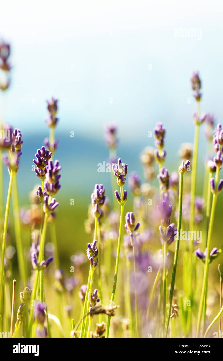 Lavender flowers bloom summer time Stock Photo Alamy