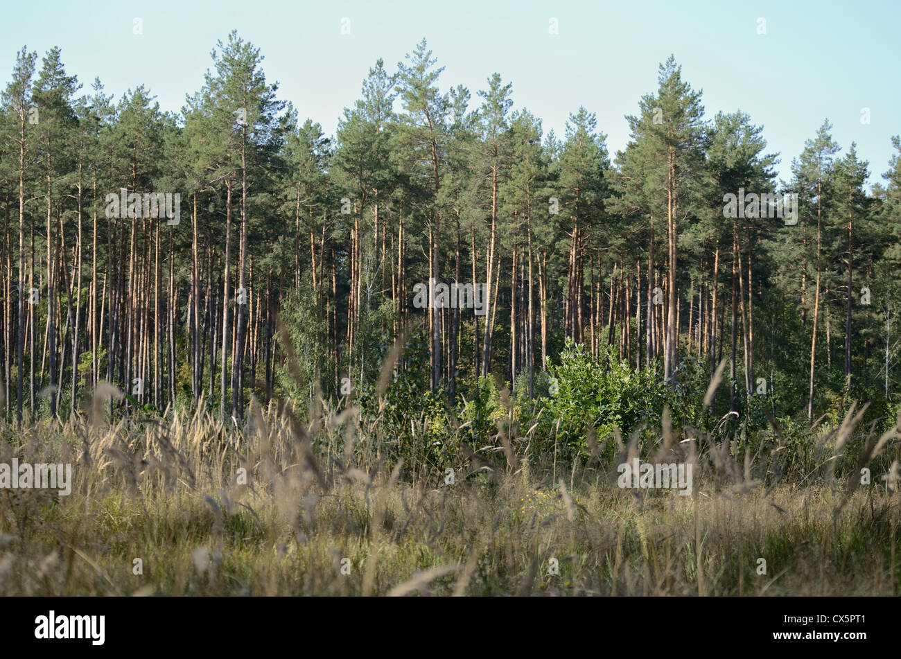 Pine forest wide angle view under blue sky summer day Stock Photo - Alamy