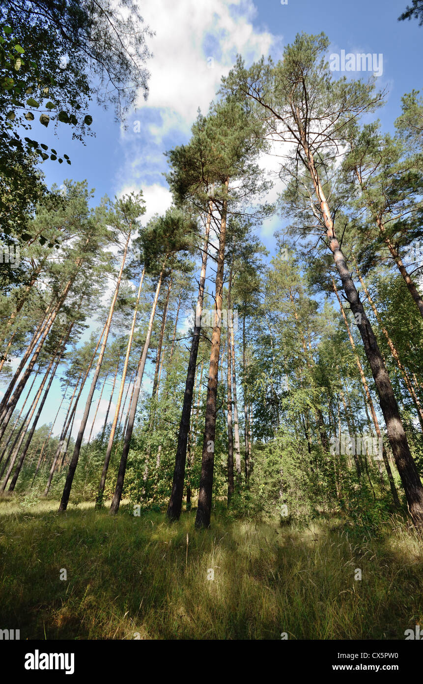 Pine forest wide angle view under blue sky summer day Stock Photo