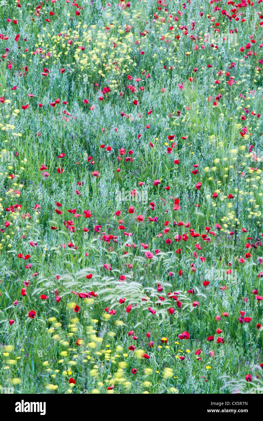 Flowers in bloom in meadow hi-res stock photography and images - Alamy