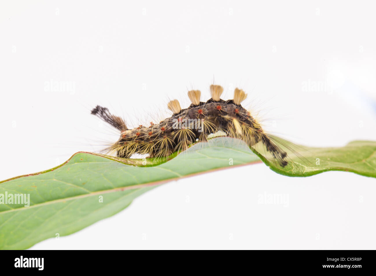 Caterpillar on a leaf with a white background Stock Photo