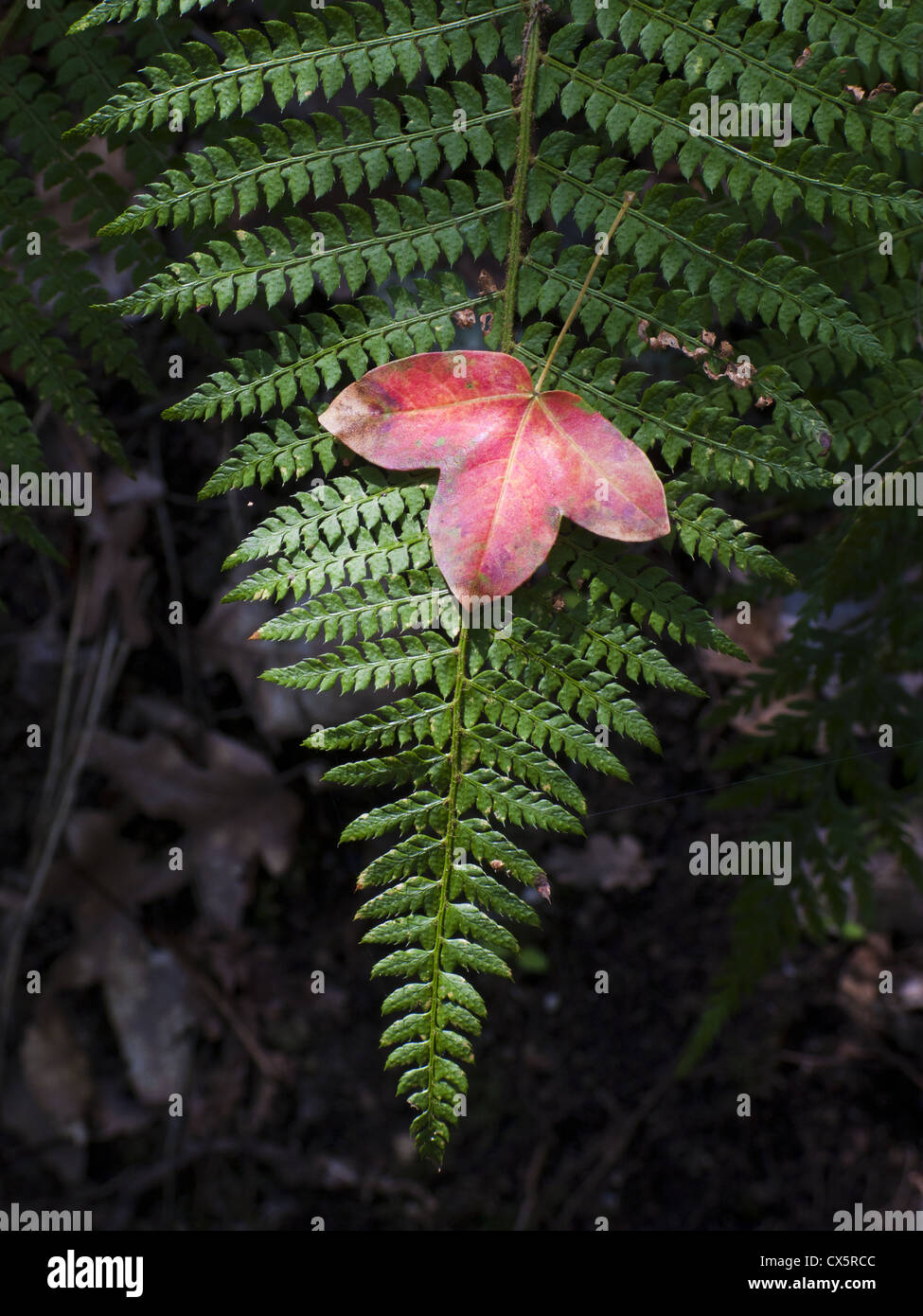 Fern composition hi-res stock photography and images - Alamy