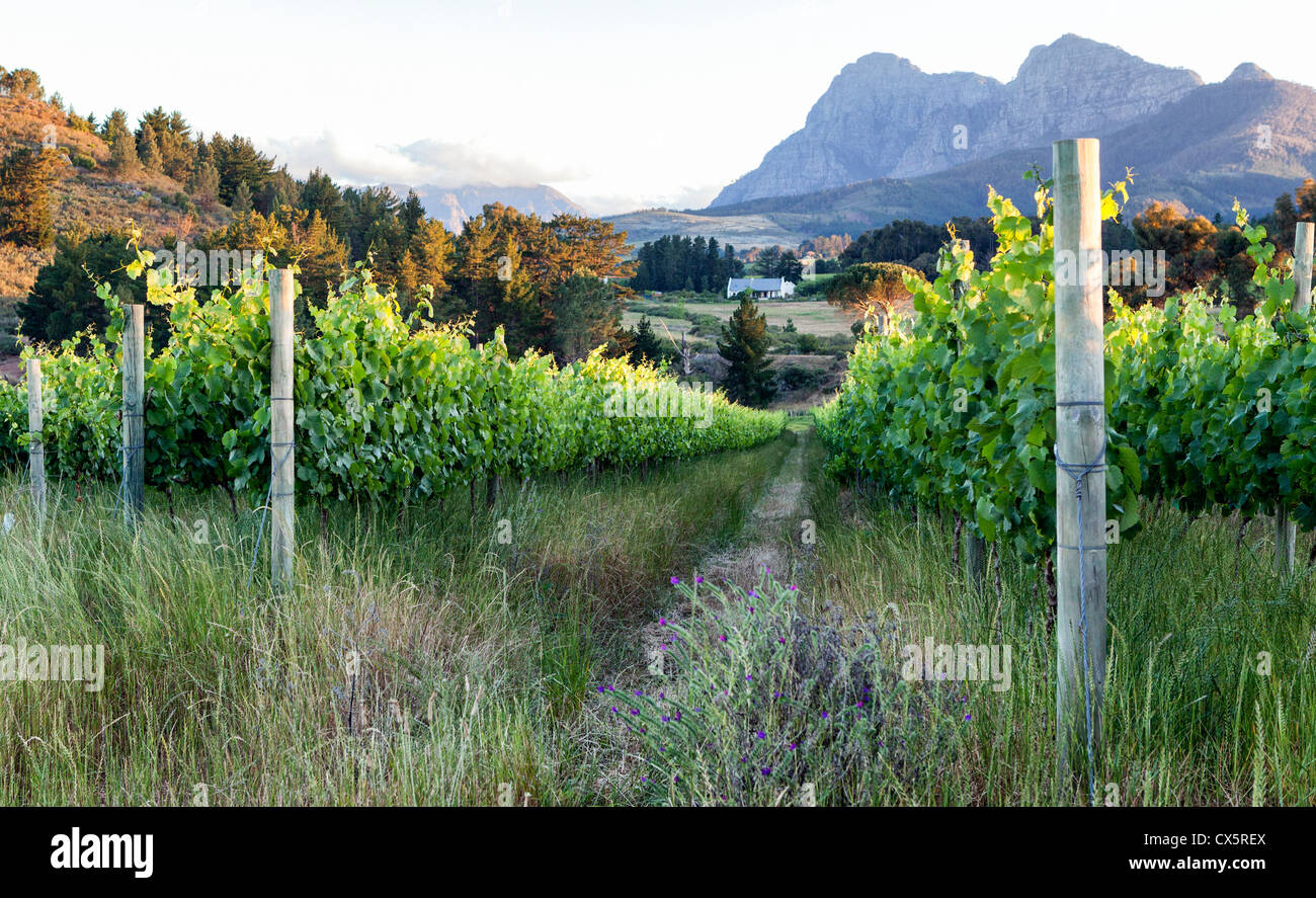 Grapes growing on a wine estate near Paarl Western Cape, South Africa