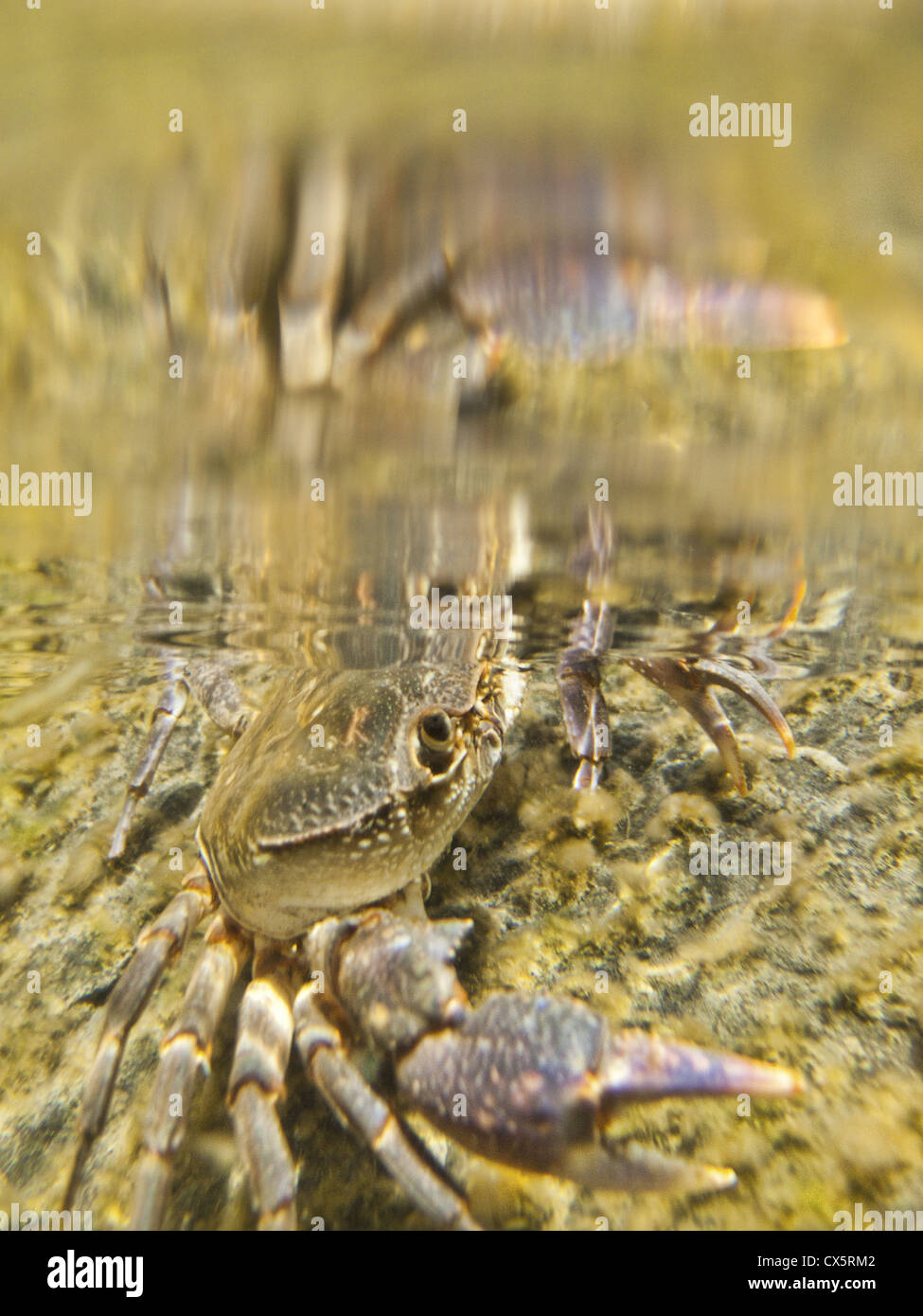 Freshwater crab in a lake Stock Photo Alamy
