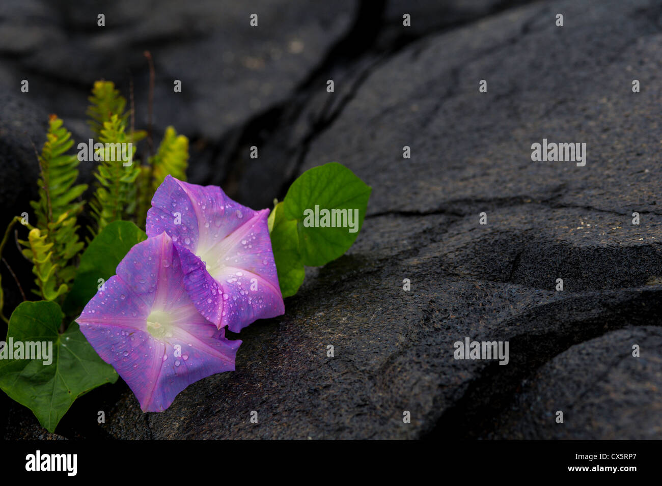 Hawaii nature landscape hi-res stock photography and images - Alamy