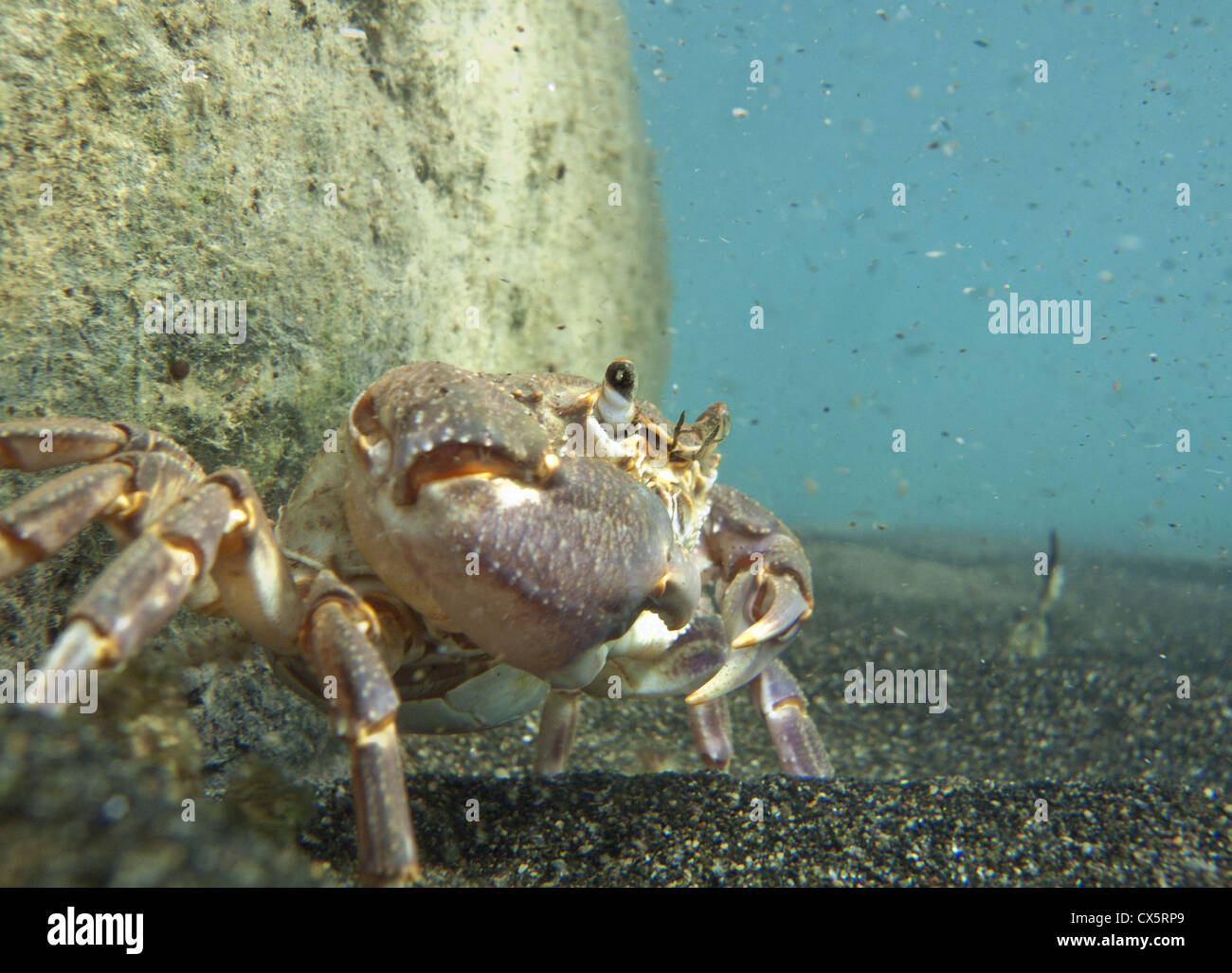 Freshwater crab in a lake Stock Photo Alamy