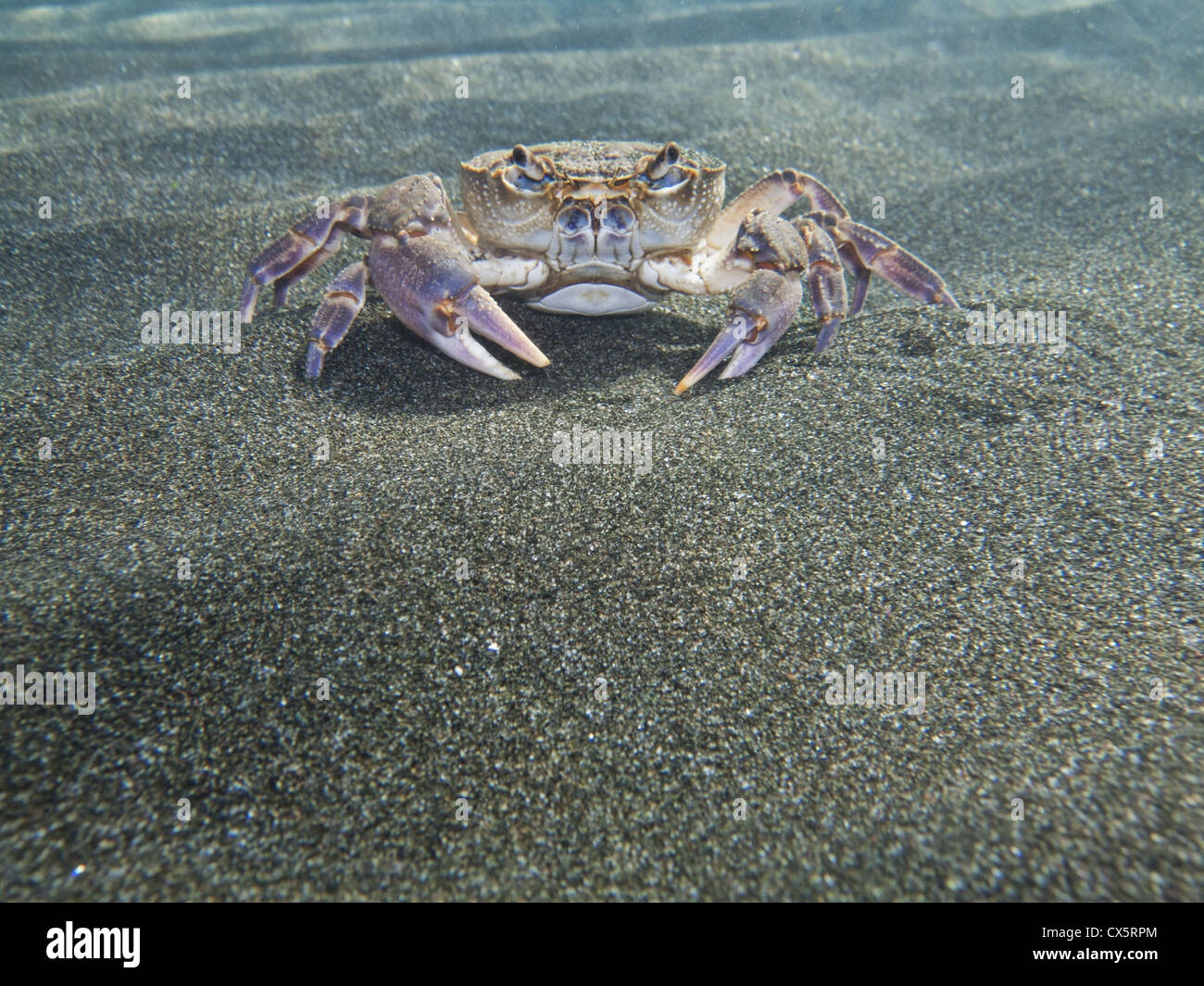 Freshwater crab in a lake Stock Photo Alamy