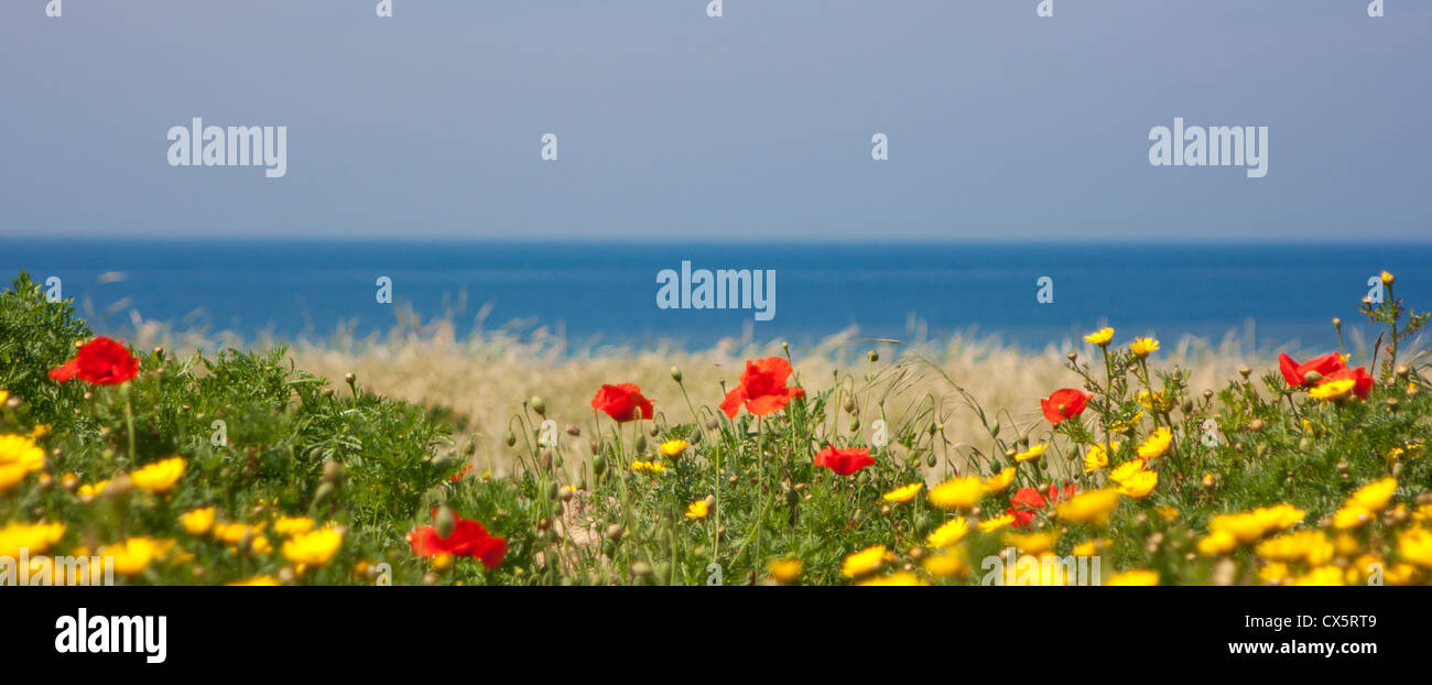 Red poppies and yellow wild flowers near beach, Paphos, Cyprus Stock Photo