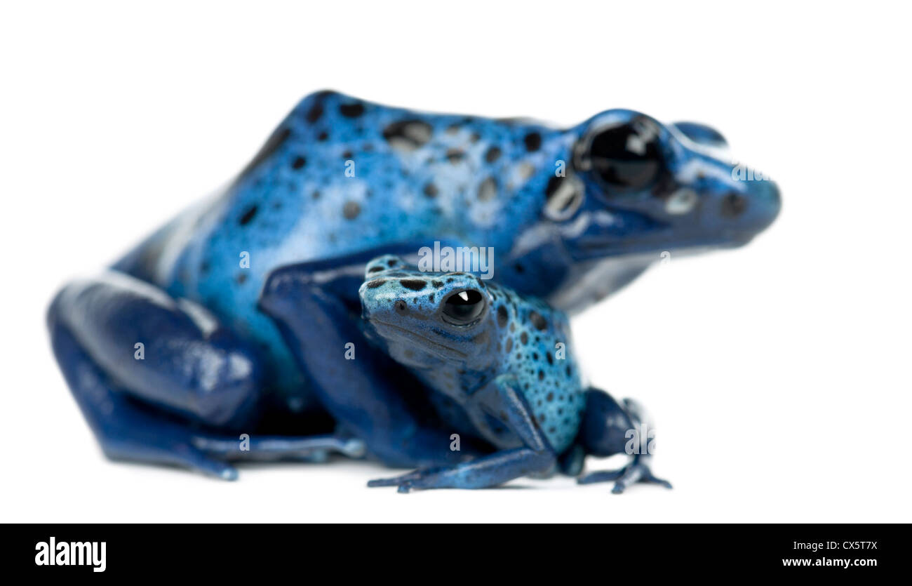 Female Blue Poison Dart Frog with young, Dendrobates azureus, portrait against white background Stock Photo
