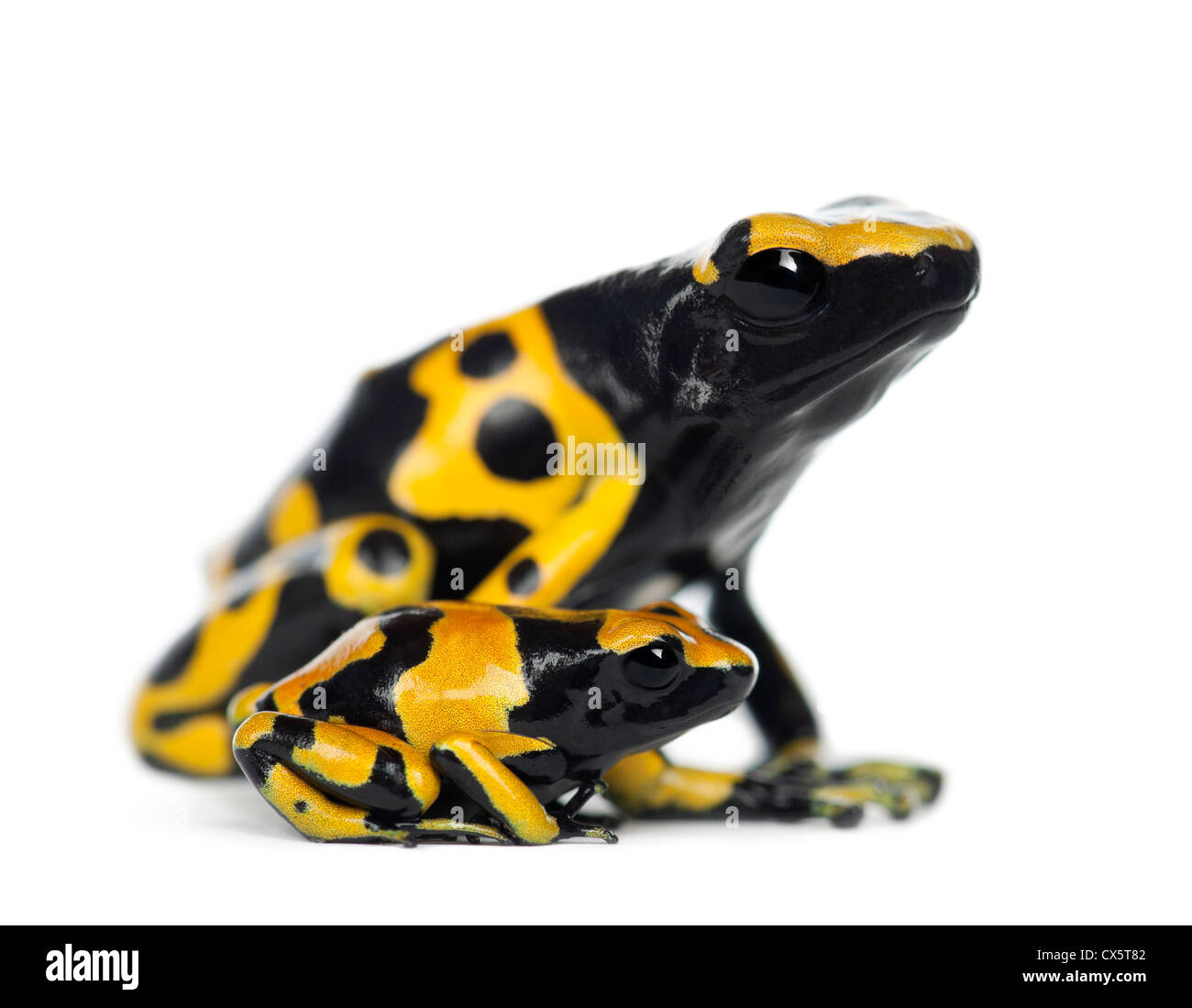 Yellow-banded poison dart frogs, Dendrobates leucomelas, mother with young against white background Stock Photo