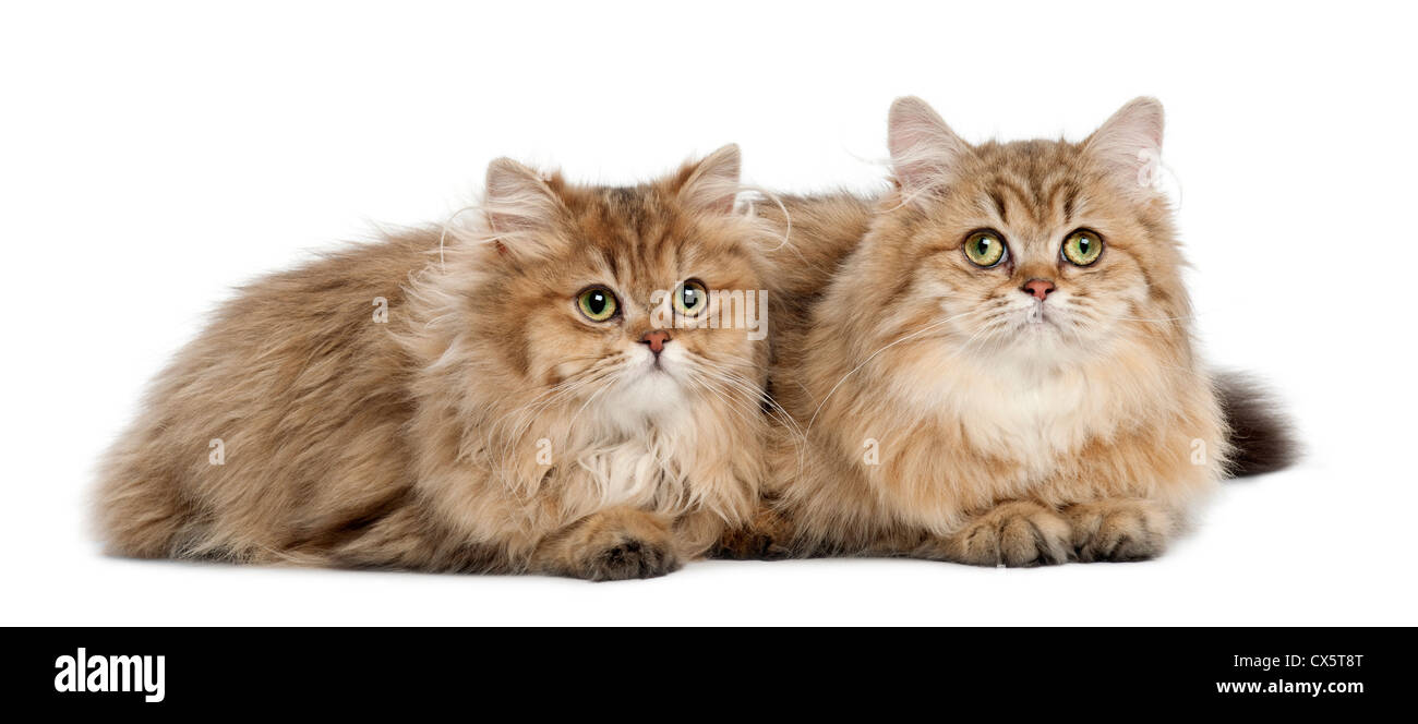 533,223 Cats Stock Photos, High-Res Pictures, and Images - Getty Images