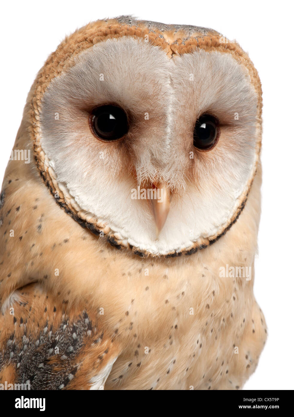 Barn Owl,Tyto alba, 4 months old, portrait against white background Stock Photo