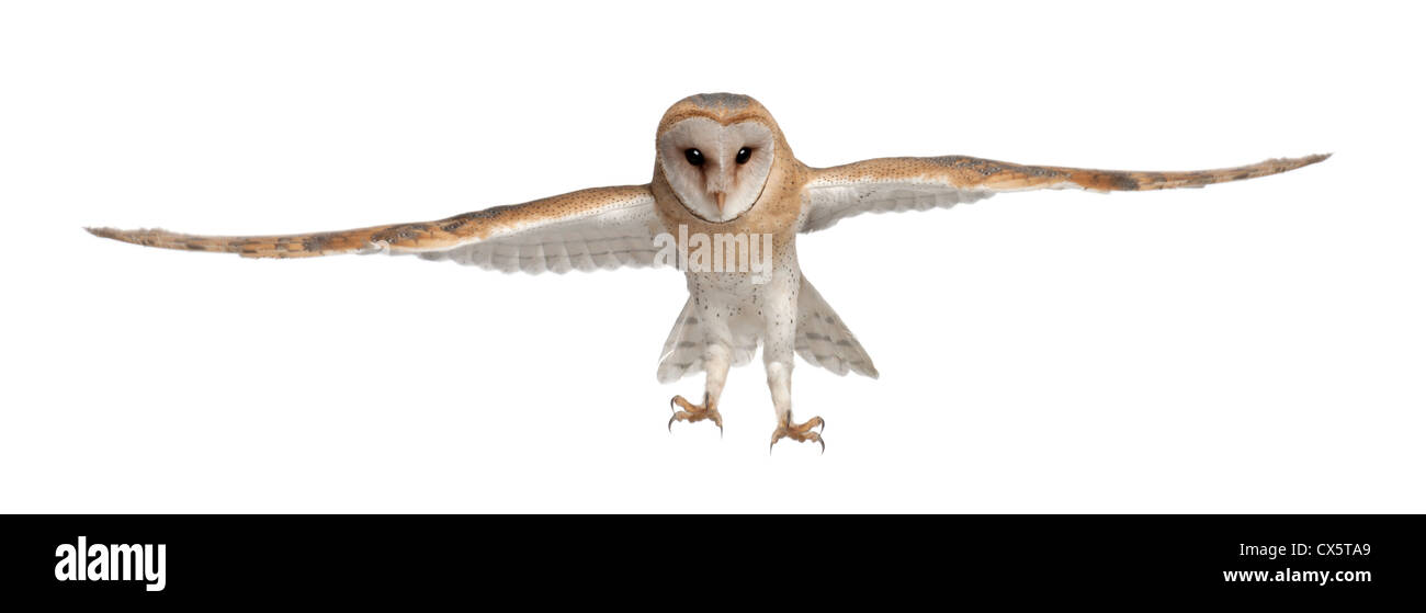 Barn Owl,Tyto alba, 4 months old, flying against white background Stock Photo