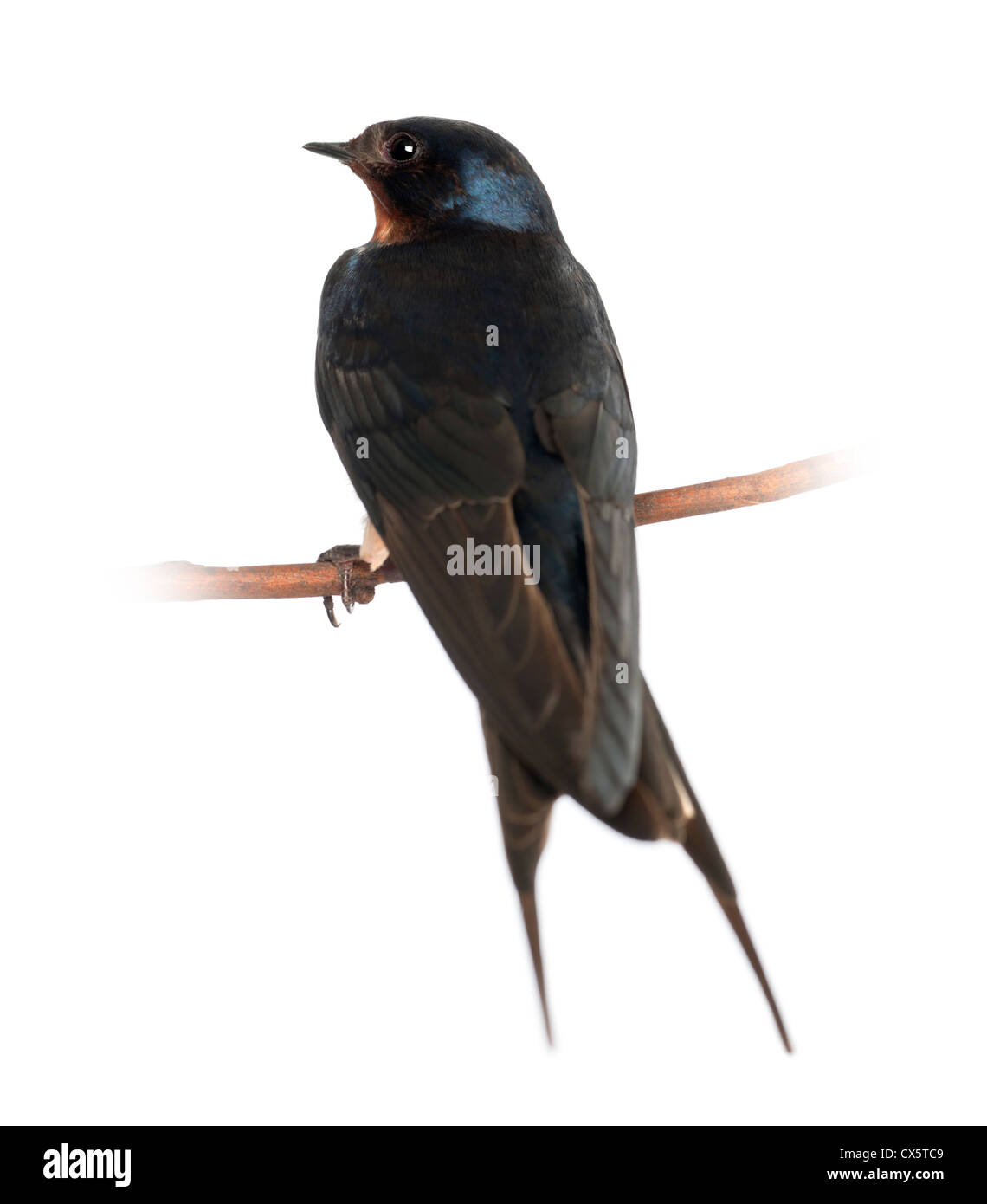 Barn Swallow, Hirundo rustica, perching against white background Stock Photo