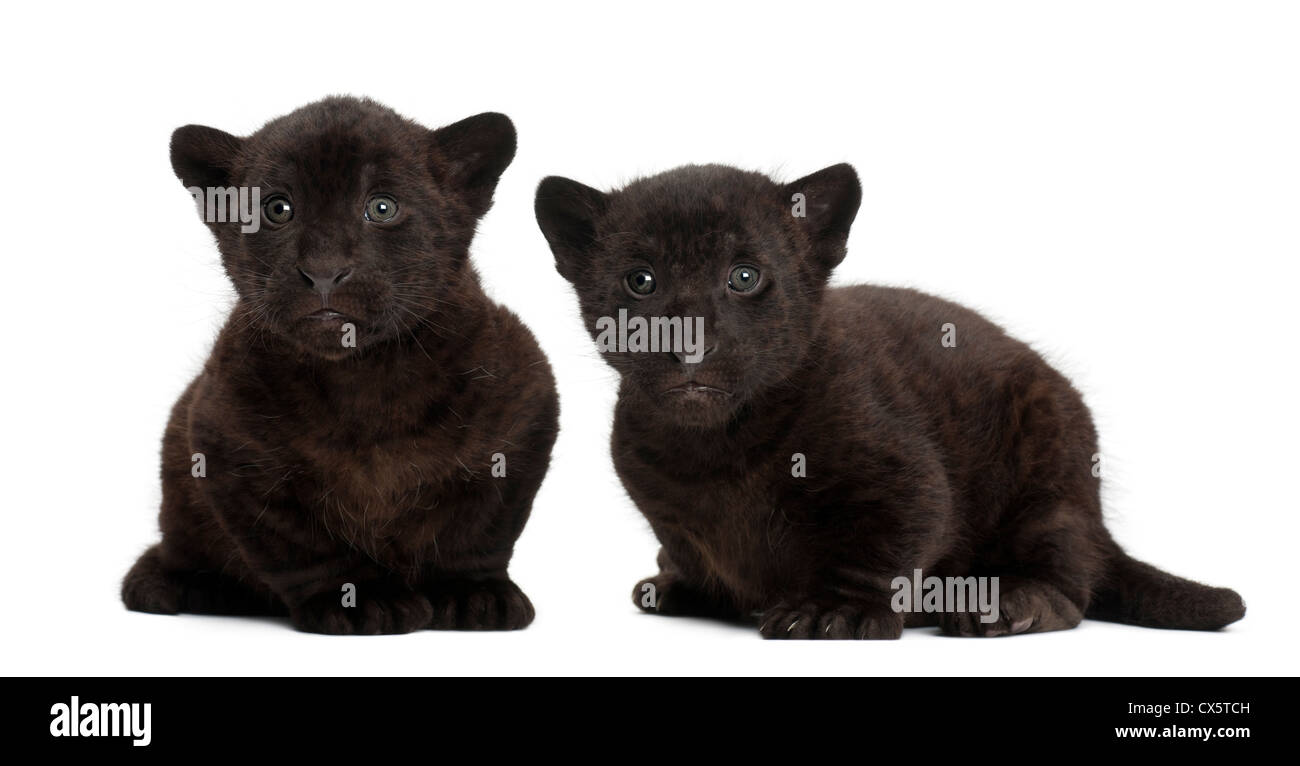 Jaguar cubs, 2 months old, Panthera onca, sitting against white background Stock Photo