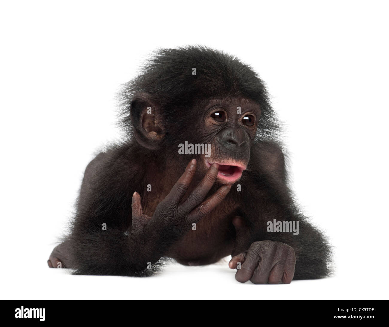 Close Cute Baby Ape Stock Illustration 2216640973