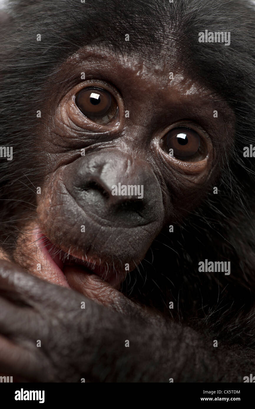 Baby bonobo, Pan paniscus, 4 months old, close up portrait Stock Photo