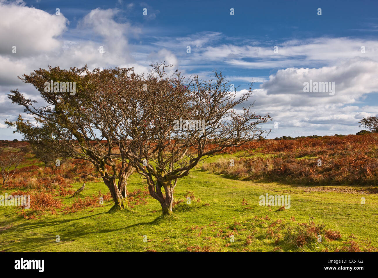 Two weather beaten and twisted trees near to the Punchbowl on Winsford Hill on the Exmoor heathlands. Stock Photo