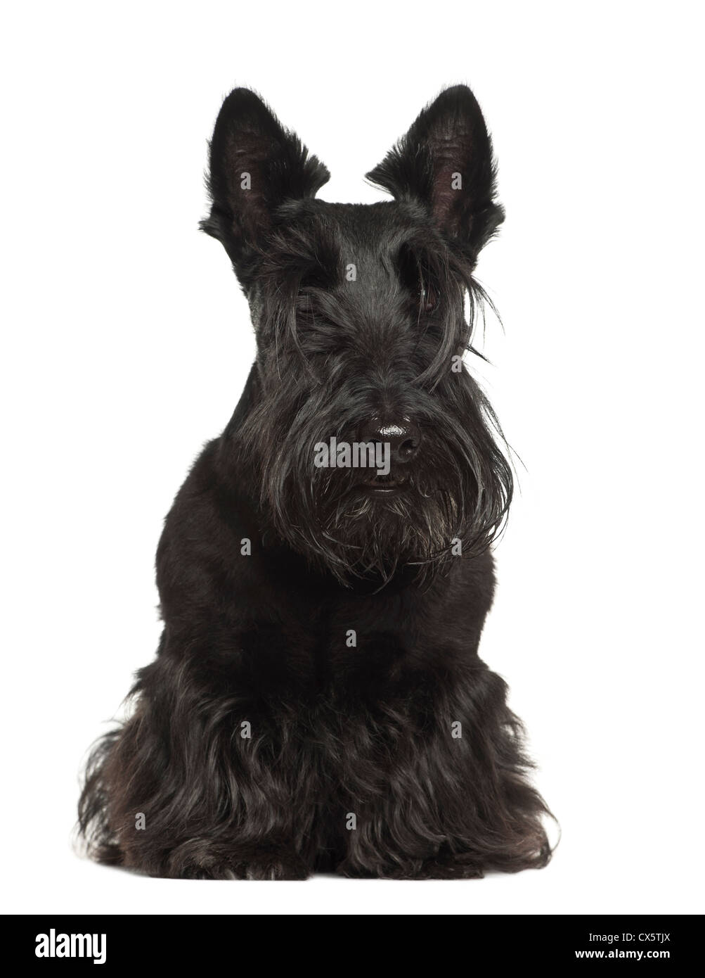 West highland black terrier Cut Out Stock Images & Pictures - Alamy