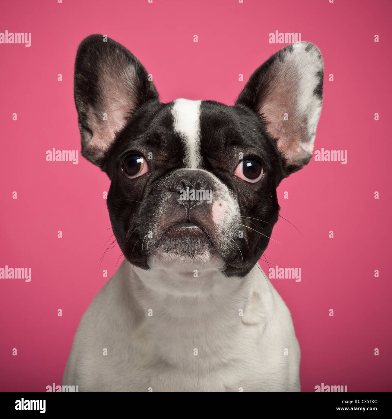 French Bulldog against pink background Stock Photo