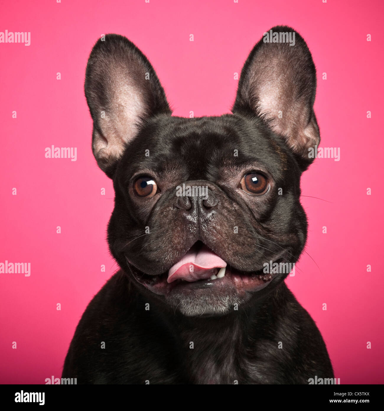 French Bulldog against pink background Stock Photo