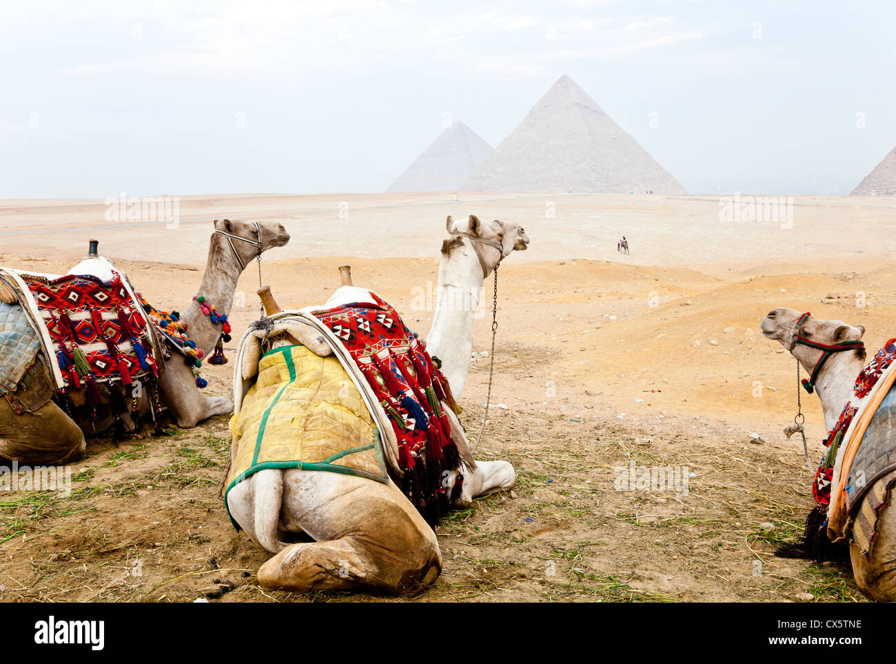 three camels and the pyramids of giza Stock Photo