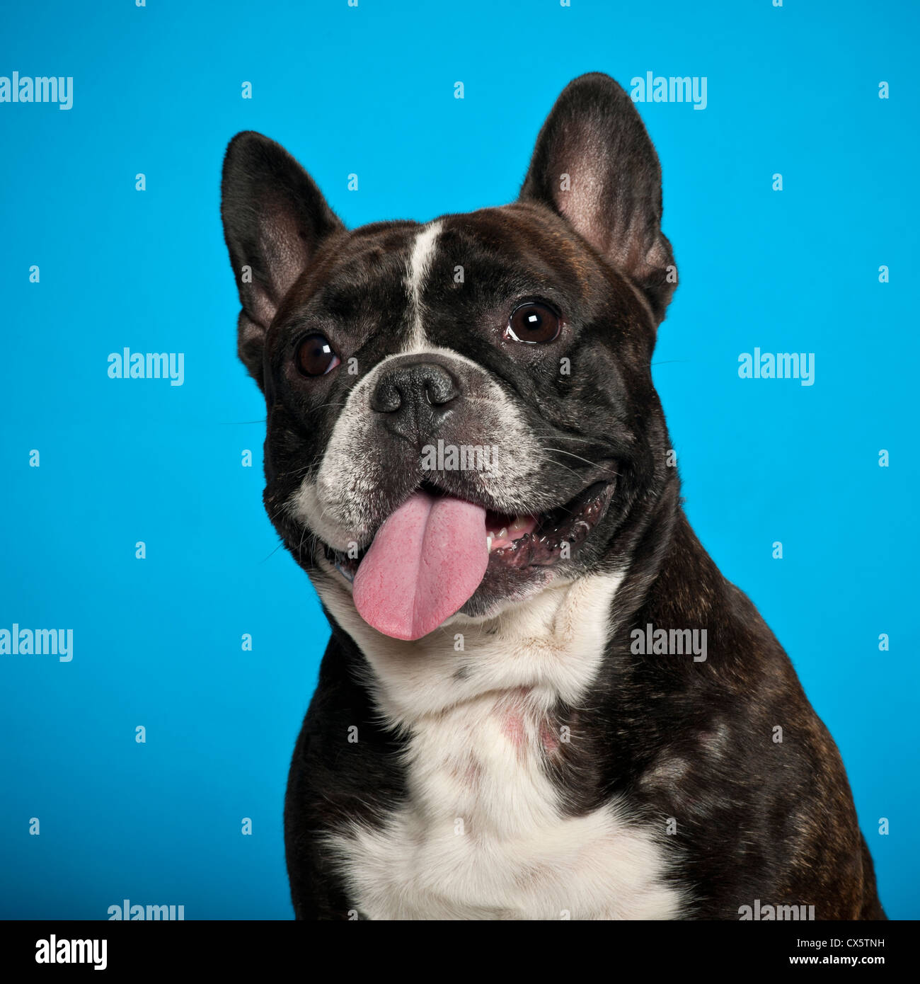 French Bulldog,18 months old, against blue background Stock Photo