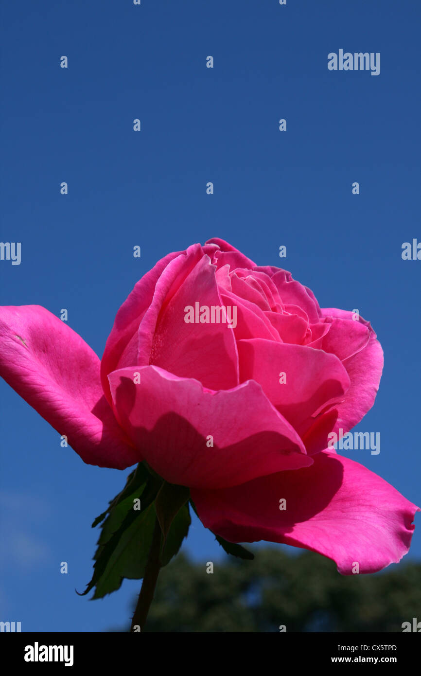 pink Rose and blue sky Stock Photo