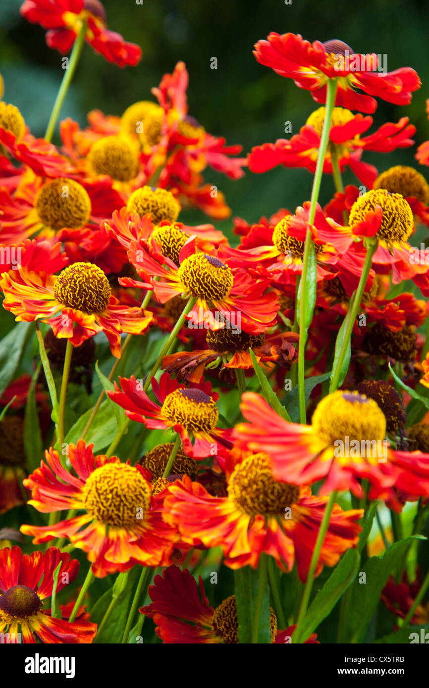 Helenium hi-res stock photography and images - Alamy