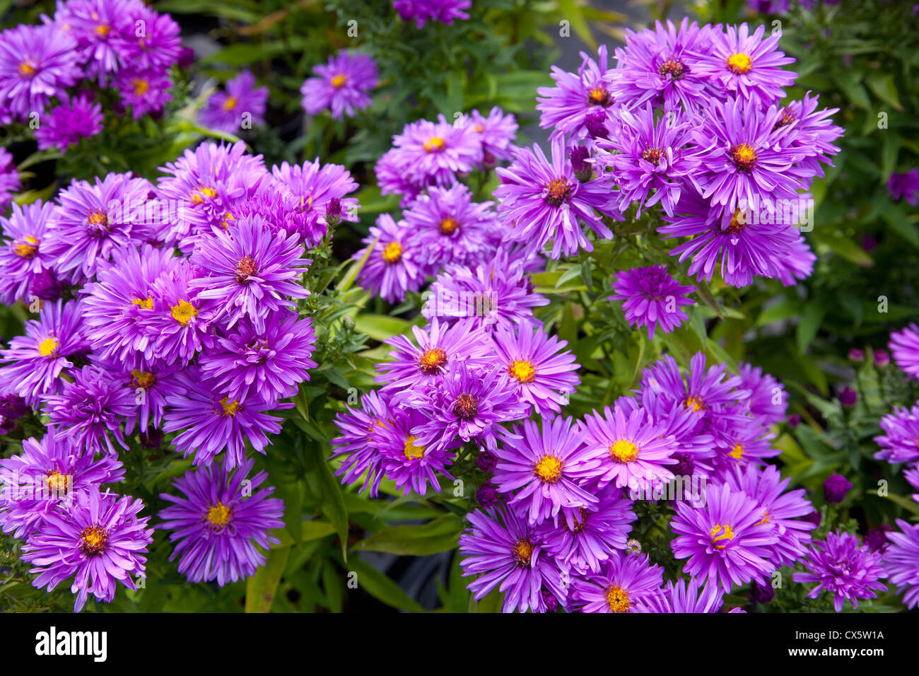 Aster Trudi Ann, Deep Heather Purple Michaelmas Daisy Stock Photo - Alamy