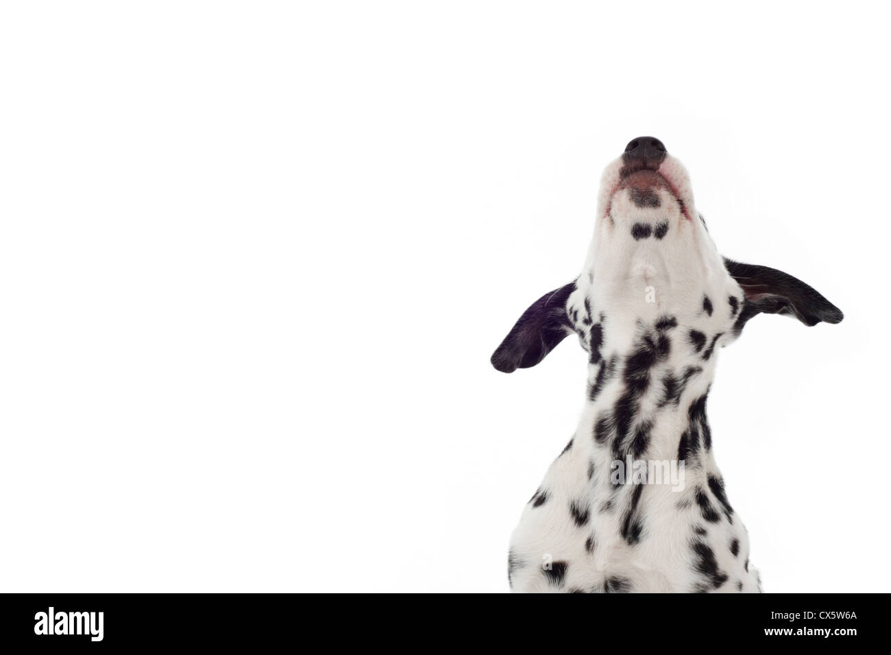 Dalmatian puppy looking up, studio shot with white background Stock ...