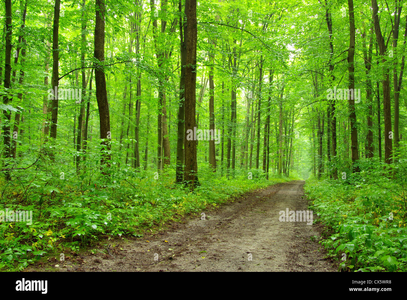 a path is in the green forest Stock Photo - Alamy