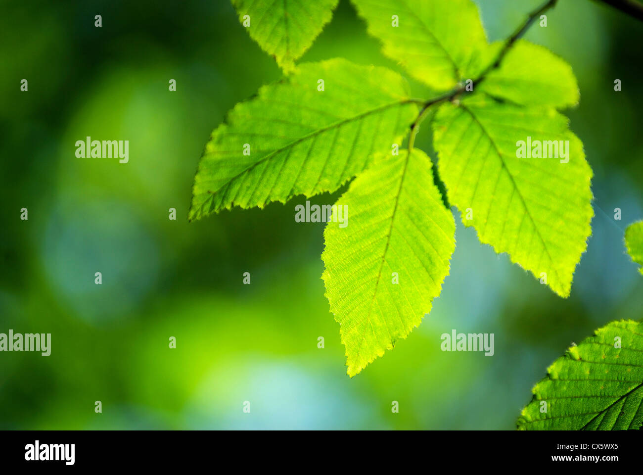 green  leaves Stock Photo
