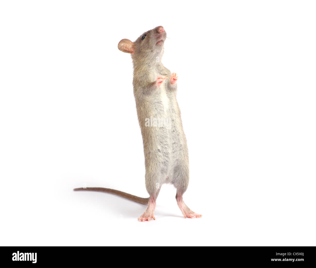 rat isolated on white background Stock Photo - Alamy