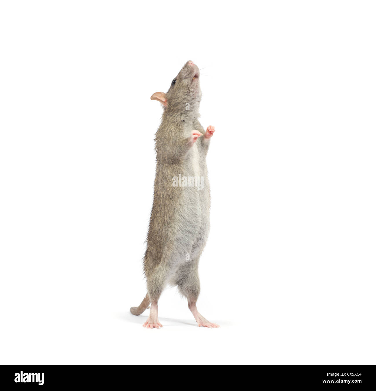 rat isolated on white background Stock Photo - Alamy