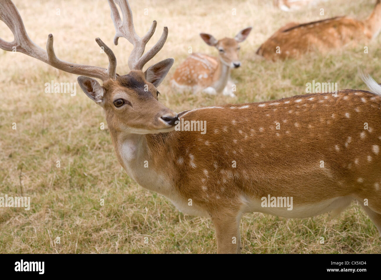 Fallow Deer buck Stock Photo - Alamy