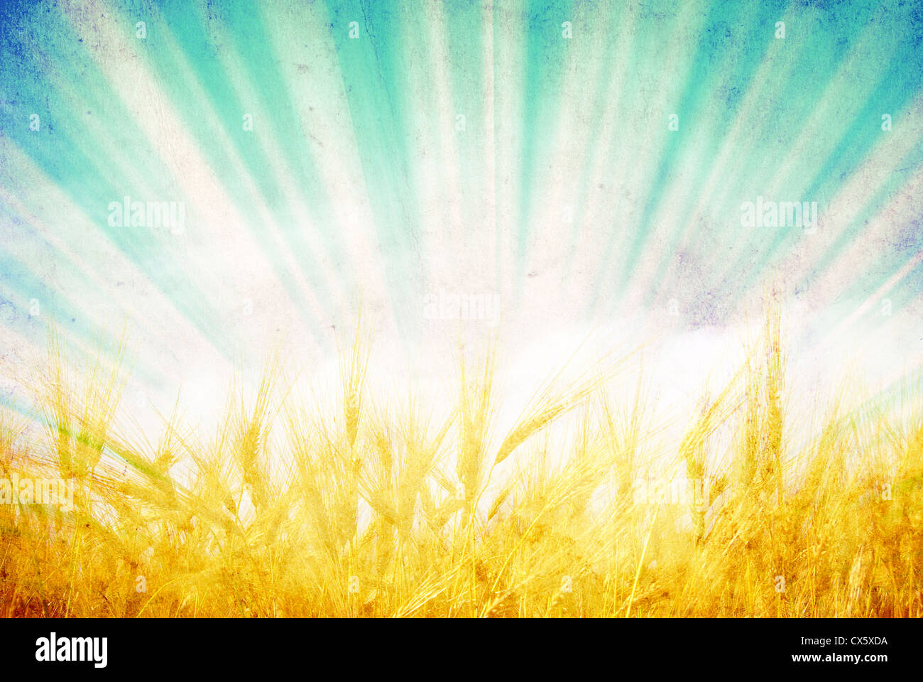 wheat ears against the blue sky Stock Photo - Alamy