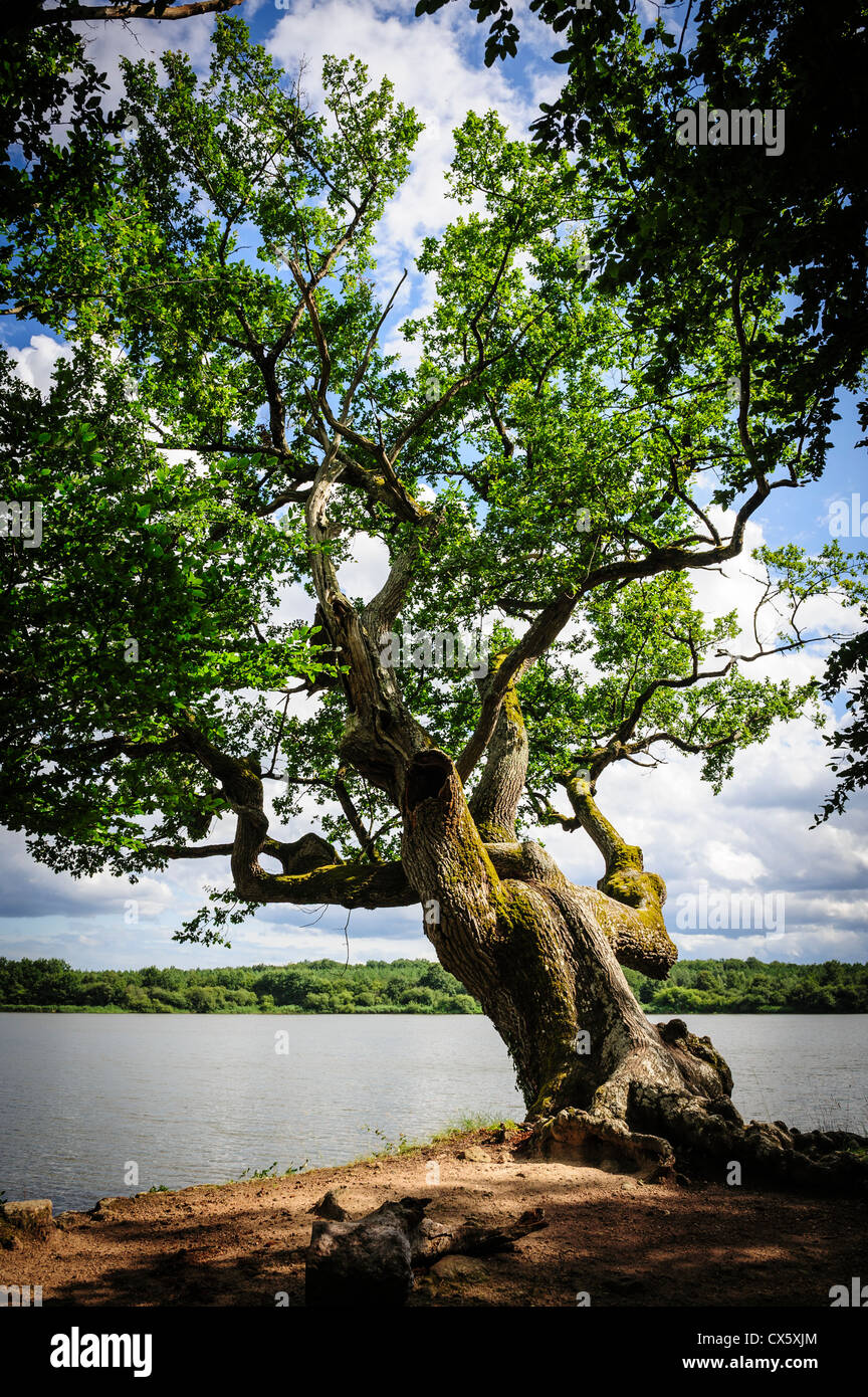 An old knarled tree beside "Etang de la Mer Rouge" one of over a