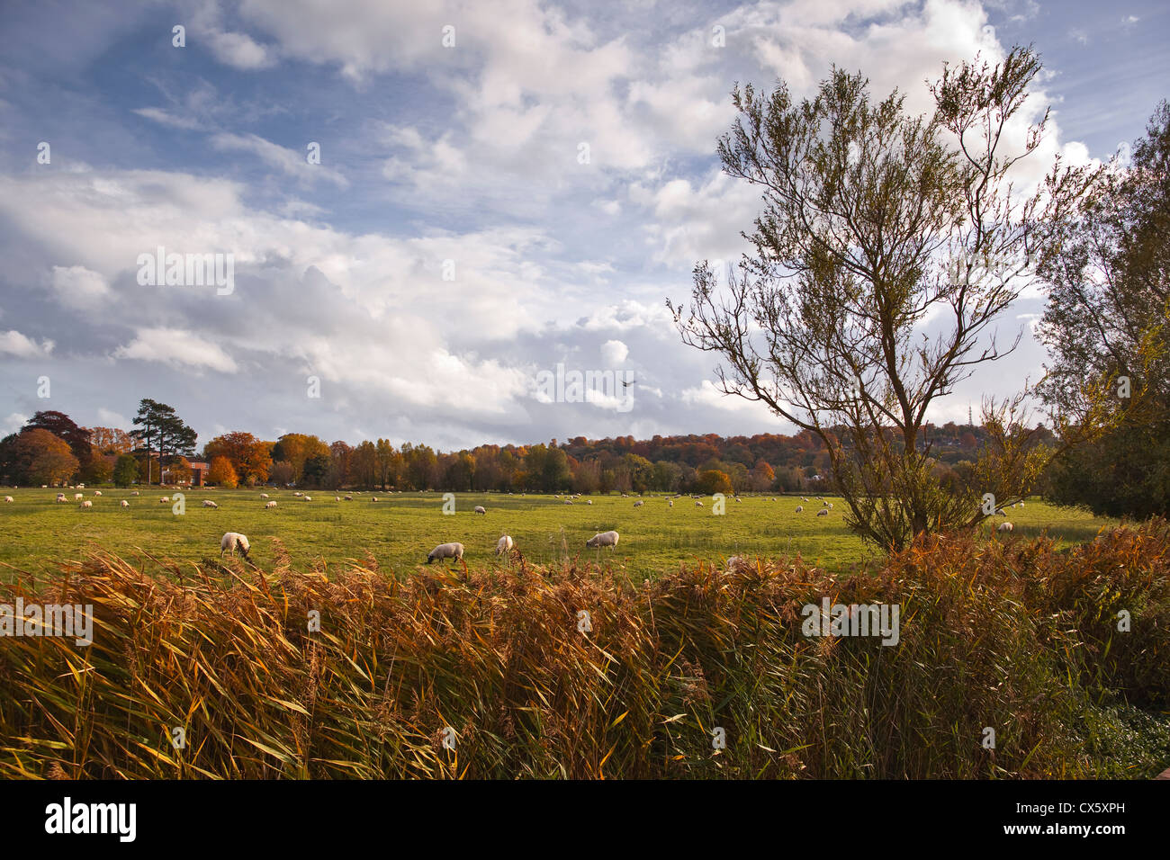 The west harnham water meadows in Salisbury, Wiltshire Stock Photo Alamy