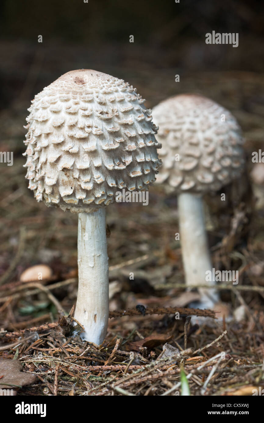 Shaggy parasol (Lepiota rhacodes or Macrolepiota rhacodes), an edible mushroom. Stock Photo