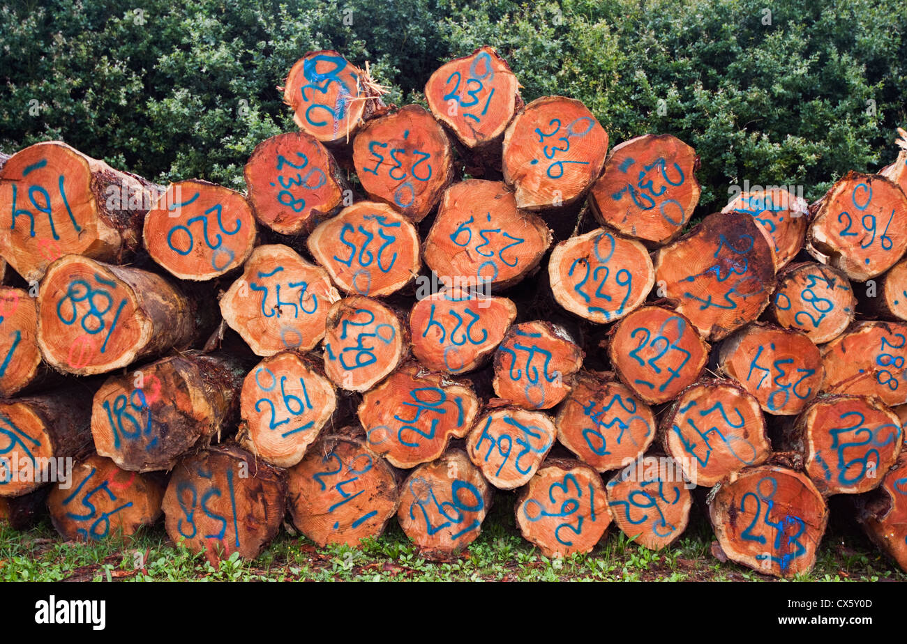 Cut pine trees on a pile, marked with blue numbers. Stock Photo
