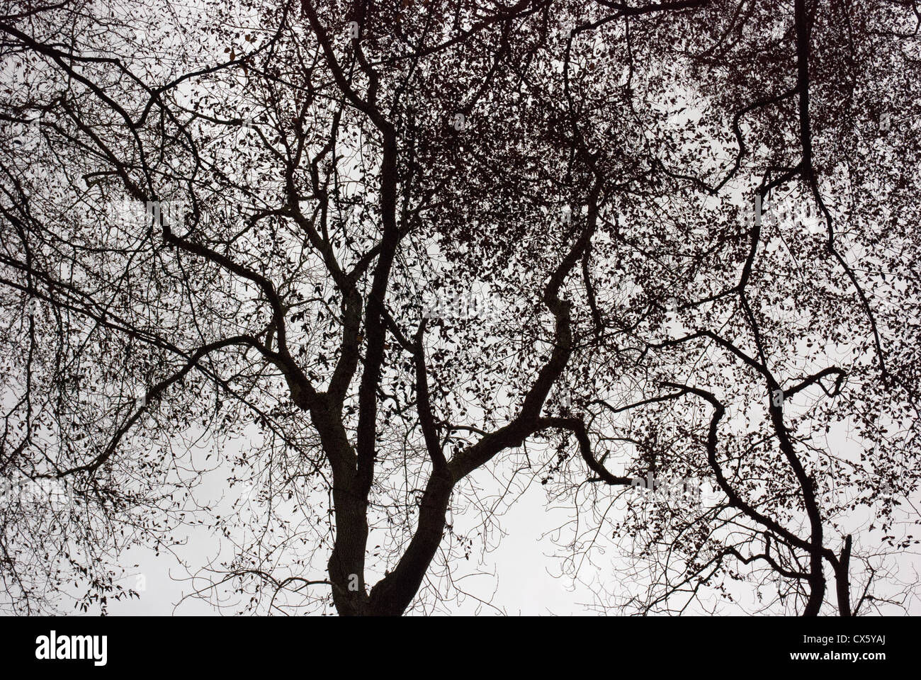 Beech tree silhouette in woodland in autumn Stock Photo - Alamy